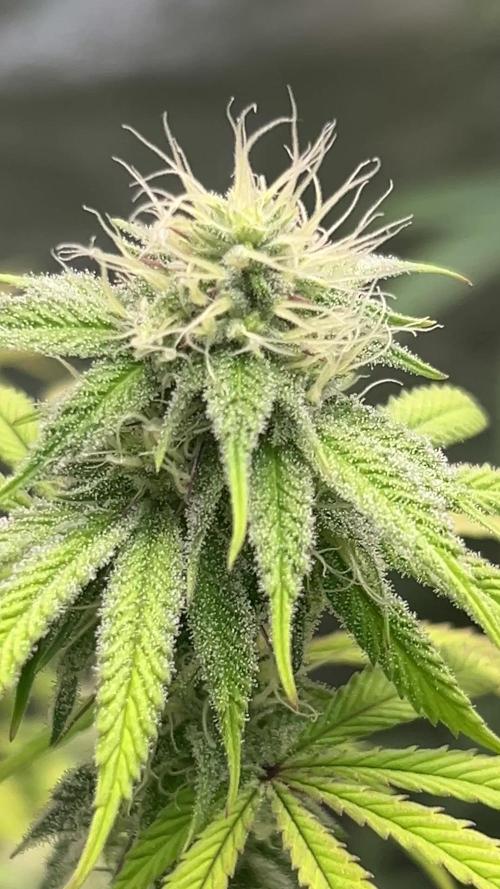 Slurricane