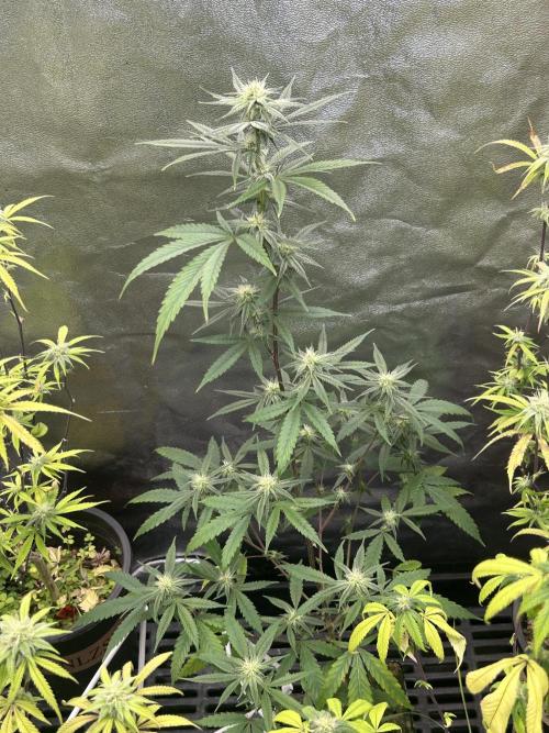 Slurricane. Week 8