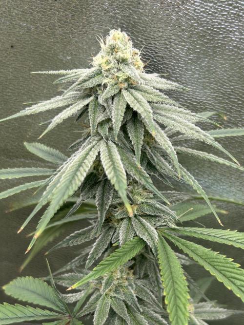 Slurricane. Week 10