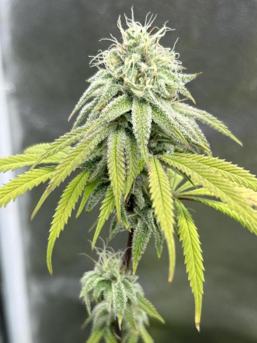 Slurricane. Week 10