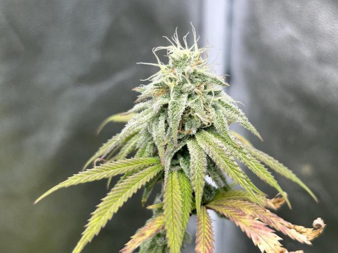 Slurricane. Week 10