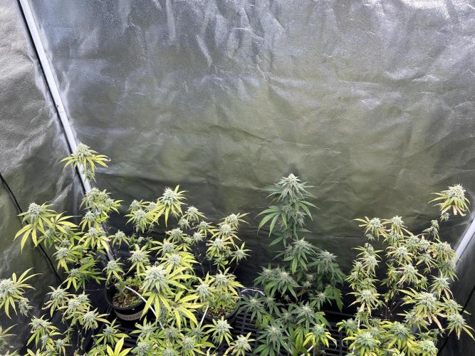 Slurricane. Week 10