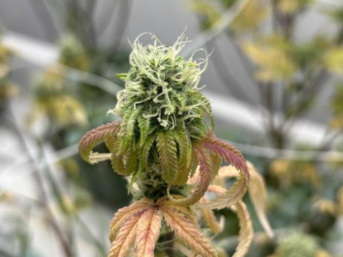 SugarFuel  ITC Cut. Week 10