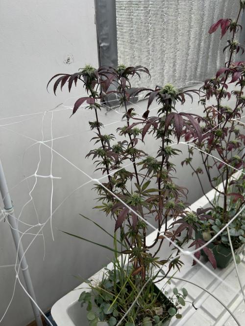 AlienMints x PermanentMarker BB Cut. Week 9