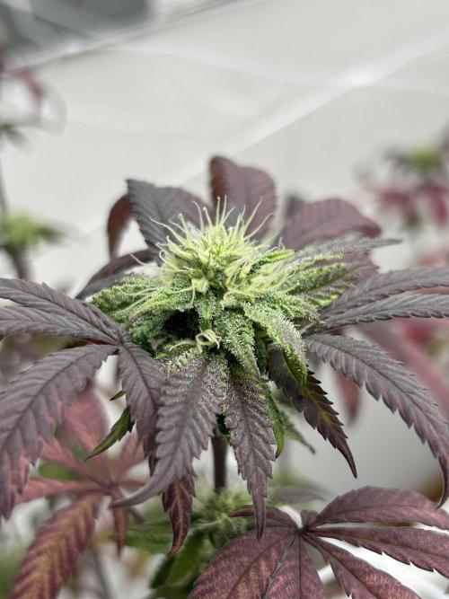 AlienMints x PermanentMarker BB Cut. Week 9