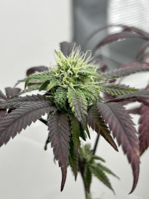 Alien Mints x Permanent Marker. Week 9