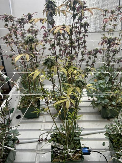 Lemon Tree Bx1 x Cap Junky  ITC Cut. Week 10