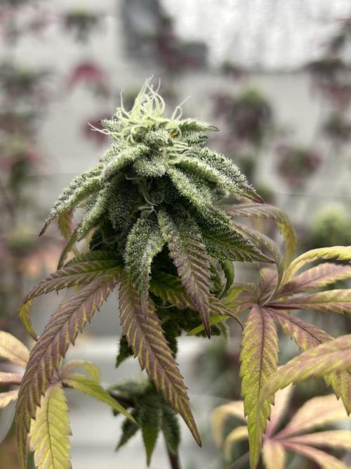 Lemon Tree Bx1 x Cap Junky  ITC Cut. Week 10