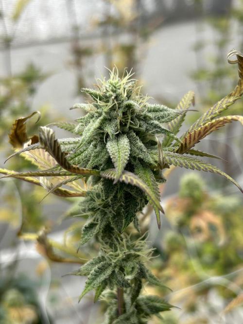 Strawberry Skrilla ITC Cut. Week 10