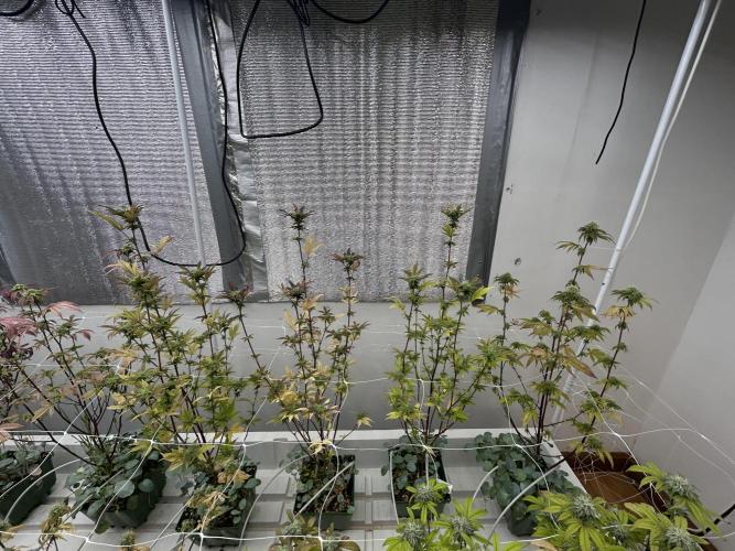 Blue Banana Cream. Week 10