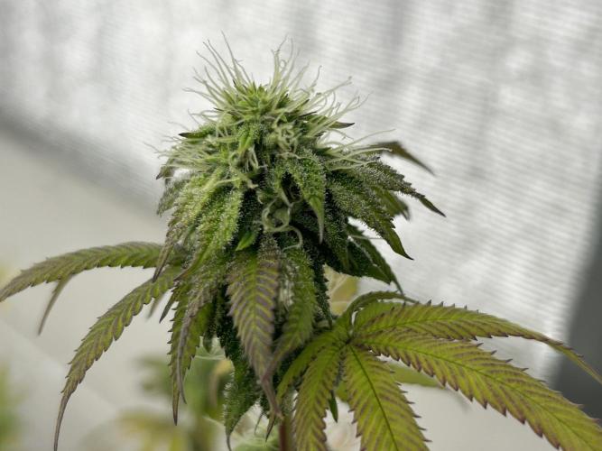 Blue Banana Cream. Week 10
