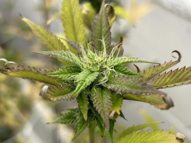 Blue Banana Cream. Week 10