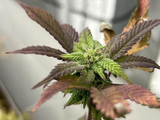 Blue Banana Cream. Week 10