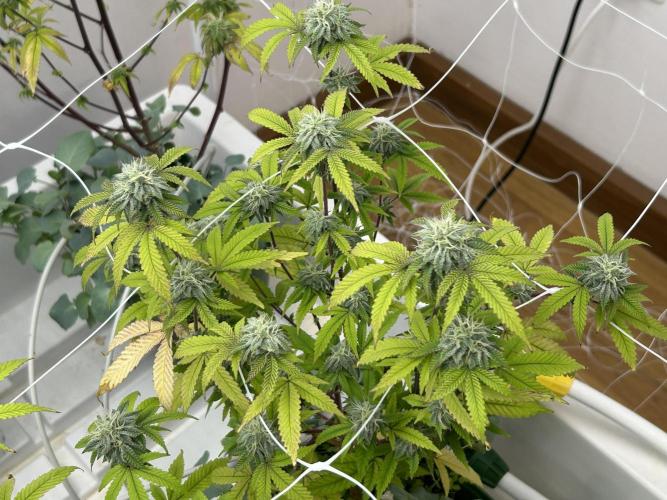 Fire OG #2 B.S.E x Lemon Fire. Week 10