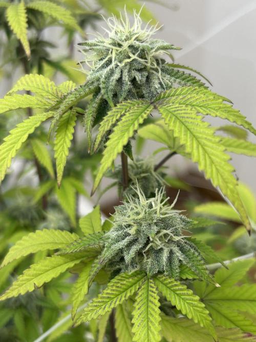 Fire OG #2 B.S.E x Lemon Fire. Week 10
