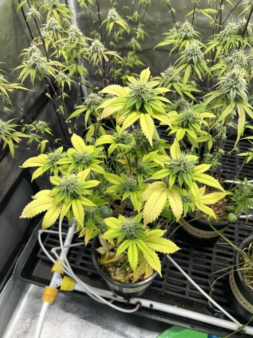 CherryPie #3 Cut. Week 6
