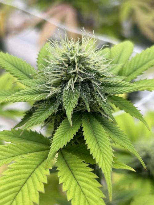 CherryPie #3 Cut. Week 6