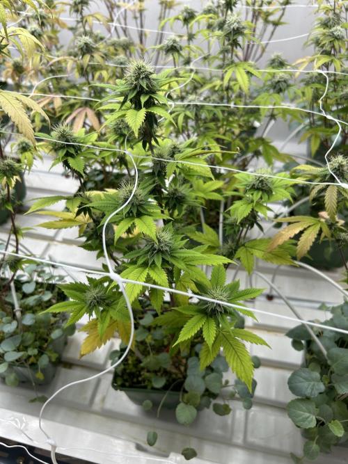 CherryPie #3 Cut. Week 6
