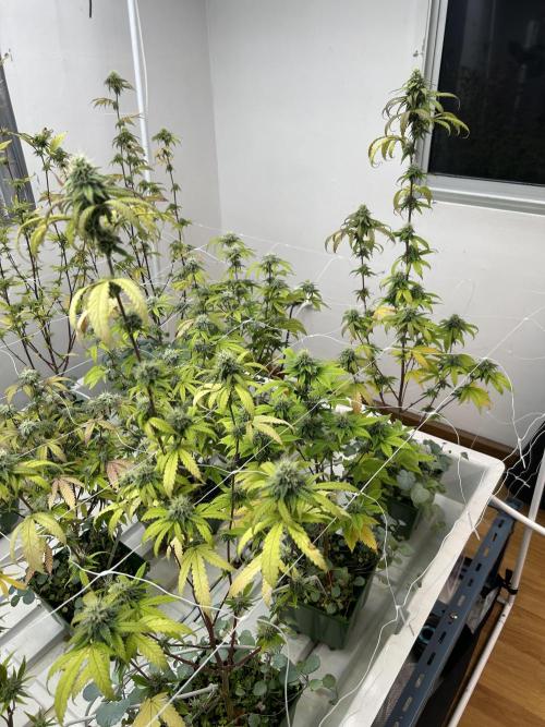 CherryPie #3 Cut. Week 6