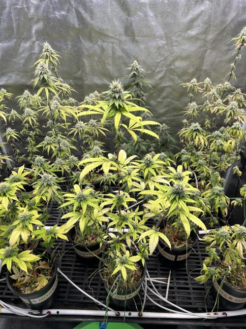 MintLickz x Gello x Singapore Slings. Week 10