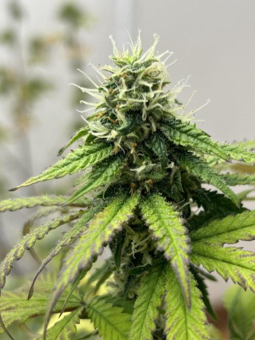 MintLickz x Gello x Singapore Slings. Week 10