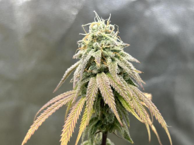 Slurricane. Week 11