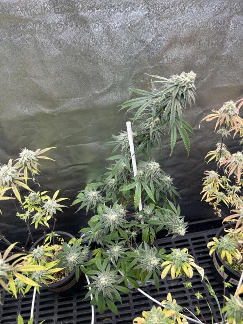 Slurricane. Week 11