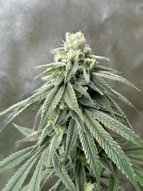 Slurricane. Week 11