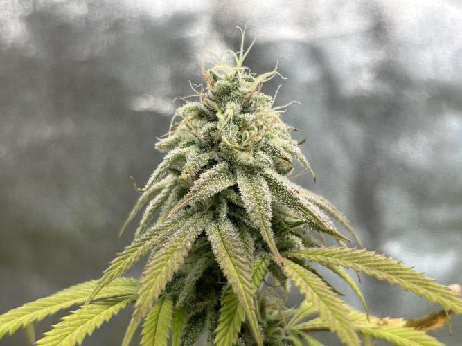 Slurricane. Week 11