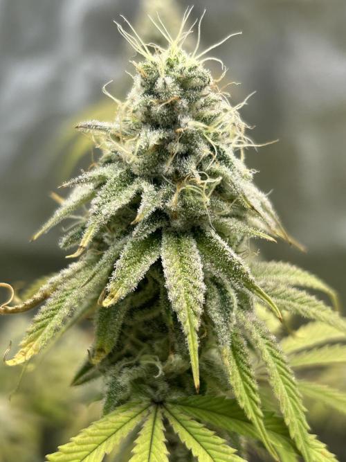Slurricane. Week 11