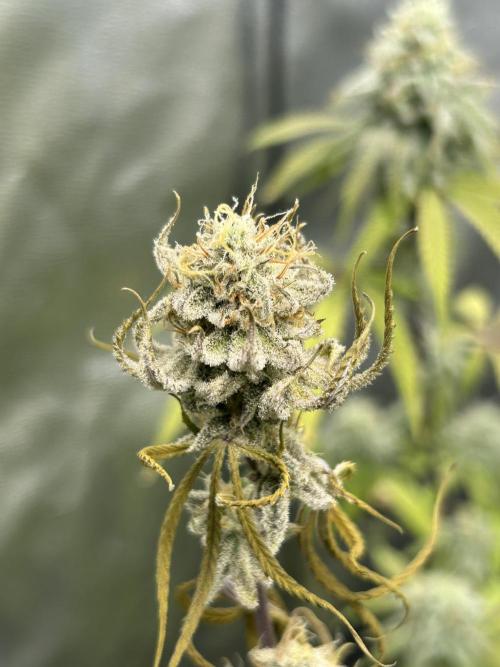 Slurricane. Week 11
