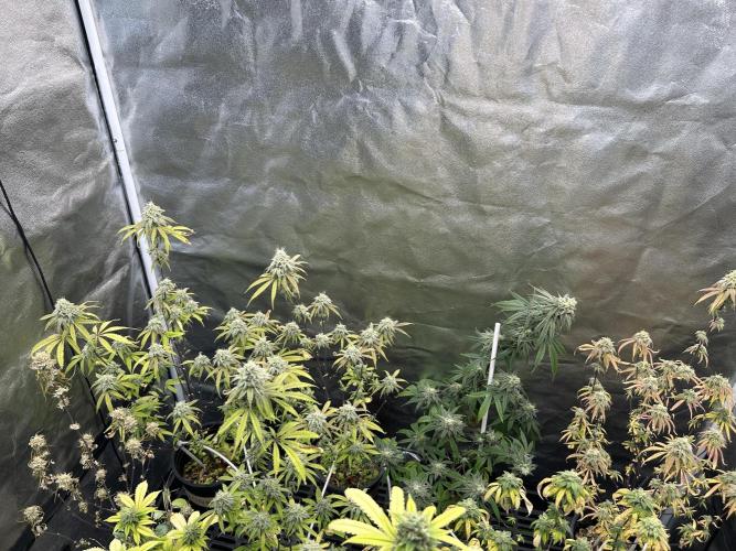 Slurricane. Week 11