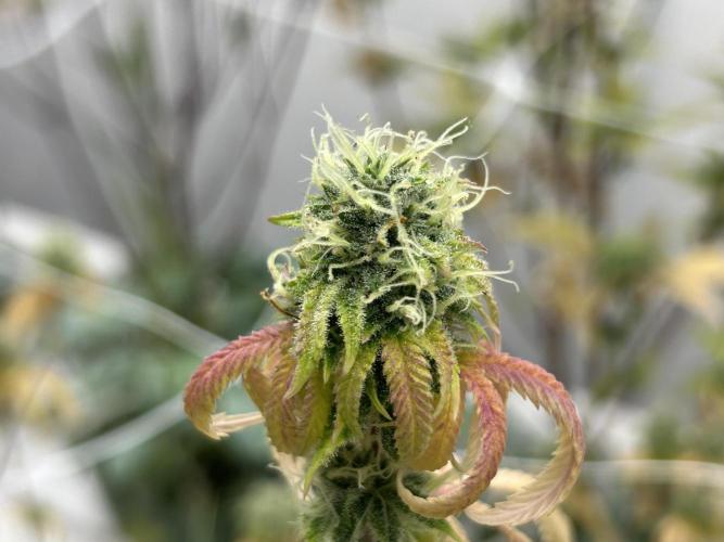 SugarFuel  ITC Cut. Week 11