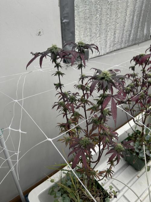 AlienMints x PermanentMarker BB Cut. Week 10