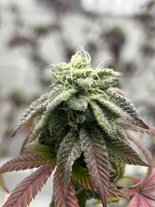 Lemon Tree Bx1 x Cap Junky  ITC Cut. Week 11