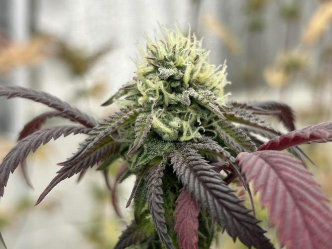 Lemon Cherry Gelato Bx BB Cut. Week 11