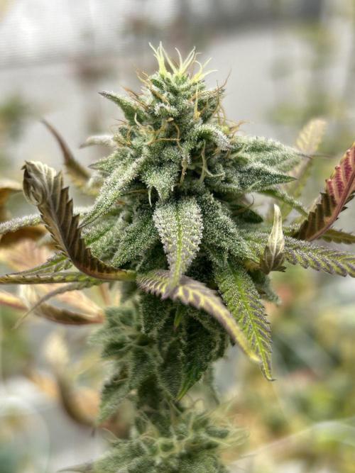 Strawberry Skrilla ITC Cut. Week 11