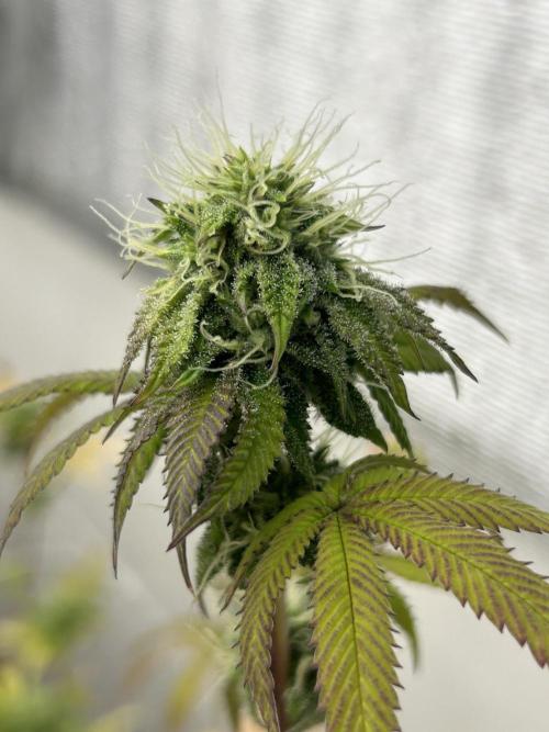 Blue Banana Cream. Week 11