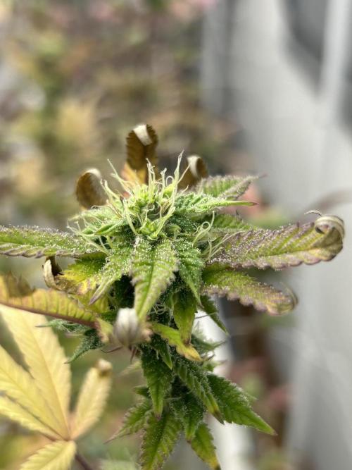 Blue Banana Cream. Week 11