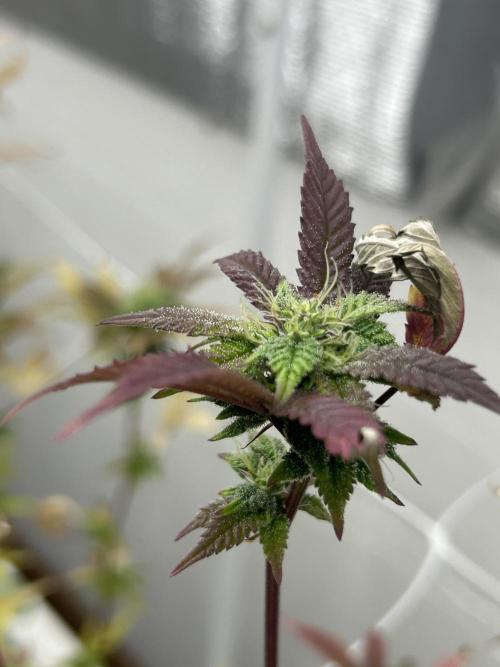 Blue Banana Cream. Week 11