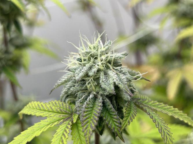 Fire OG #2 B.S.E x Lemon Fire. Week 11