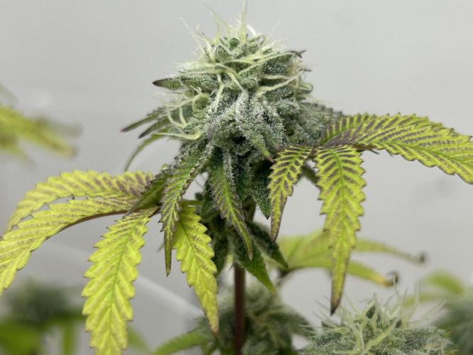 Fire OG #2 B.S.E x Lemon Fire. Week 11