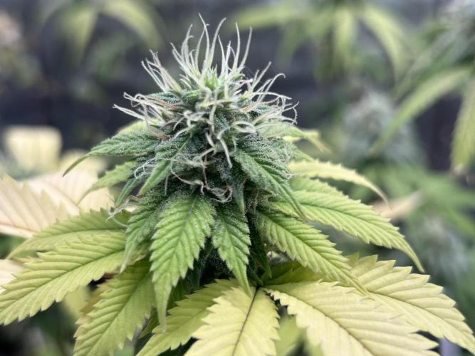CherryPie #3 Cut. Week 7