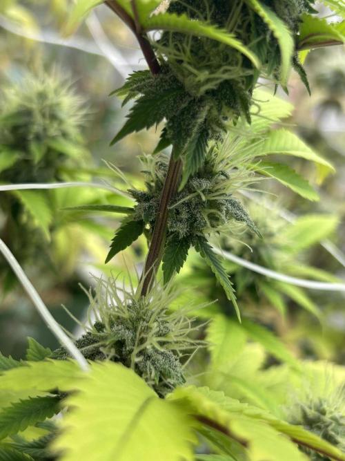 CherryPie #3 Cut. Week 7