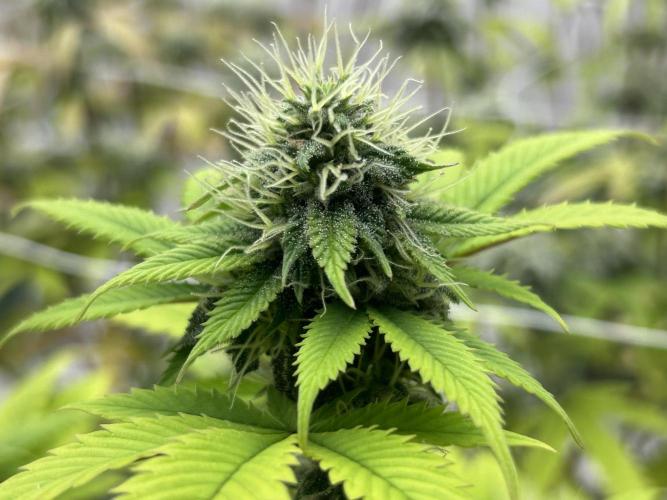 CherryPie #3 Cut. Week 7