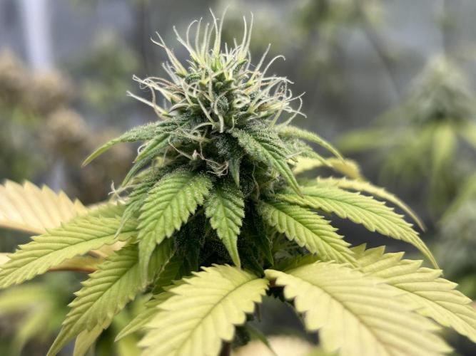 CherryPie #3 Cut. Week 7