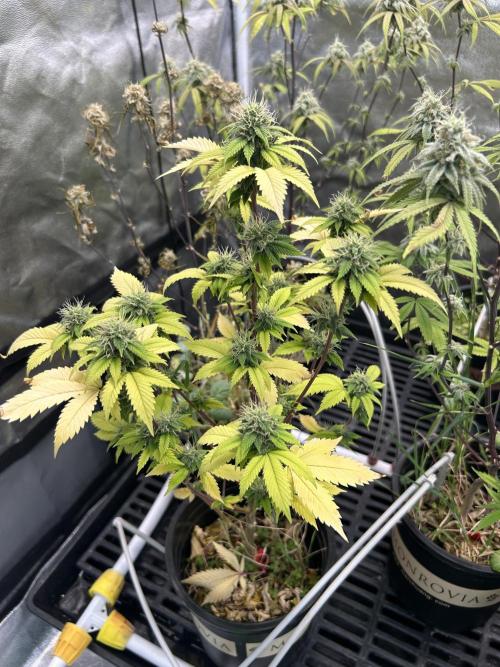 CherryPie #3 Cut. Week 7