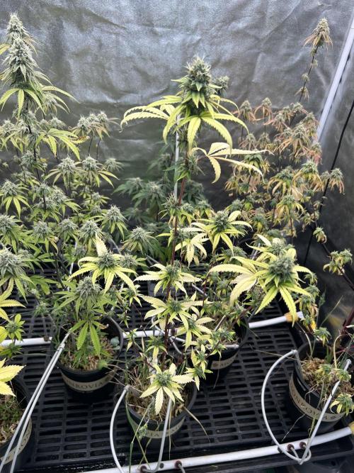 MintLickz x Gello x Singapore Slings. Week 11