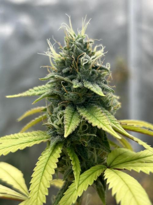 MintLickz x Gello x Singapore Slings. Week 11