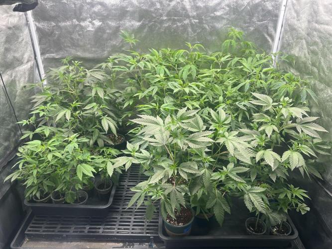 English Breakfast. Week 1